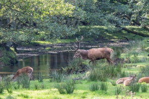 Eekholt Wildlife Park